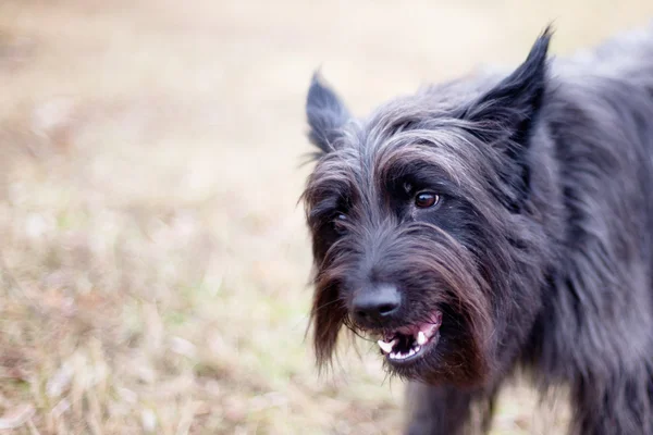 Terrier escuro preto — Fotografia de Stock