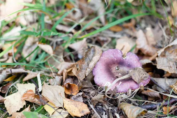 Purple forest mushroom — Stock Photo, Image
