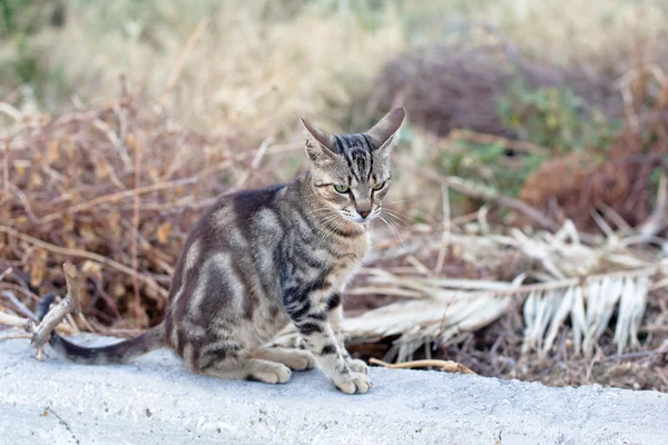 Açık havada küçük kedi — Stok fotoğraf