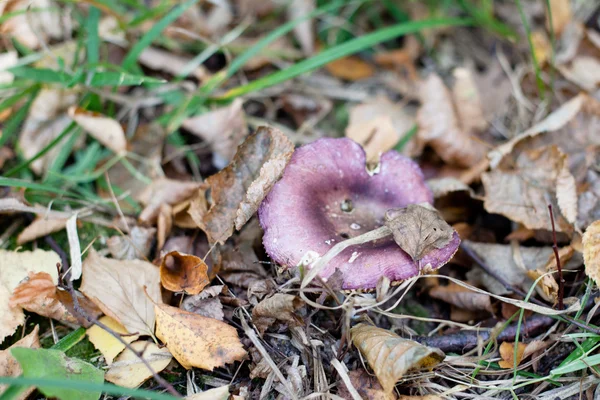 Purple single mushroom — Stock Photo, Image