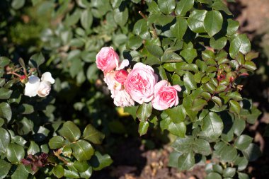 Birkaç pembe güller