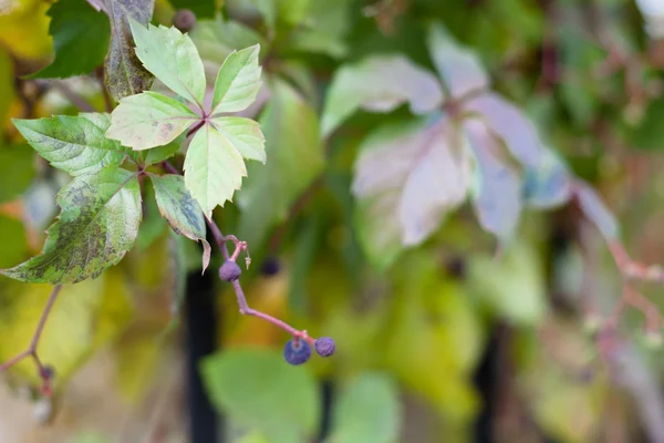 Feuilles d'automne vert — Photo