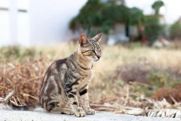 야외 작은 고양이 — 스톡 사진