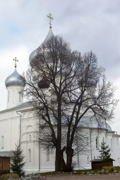 Witte kerk en boom — Stockfoto