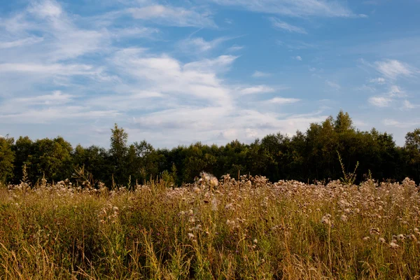 Un paysage estival — Photo