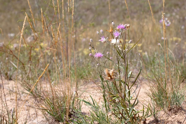 Fiori bianchi e lilla — Foto Stock