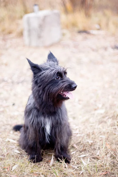 Terrier seduto nero — Foto Stock