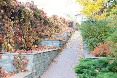 Sonbahar gri merdiven