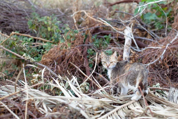 Utomhus liten katt — Stockfoto