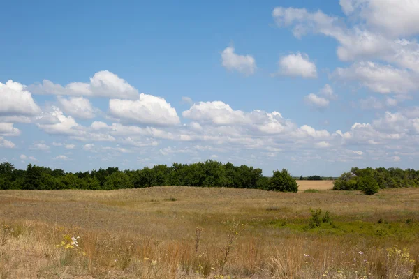 Verão paisagem verde — Fotografia de Stock