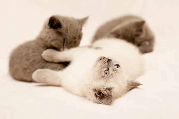 Tre små kattungar — Stockfoto