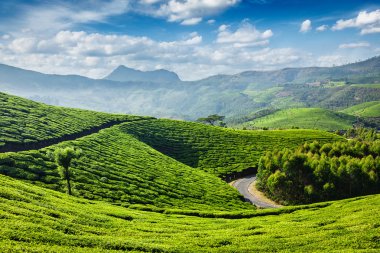 Çay tarlaları, Munnar, Kerala Devlet, Hindistan