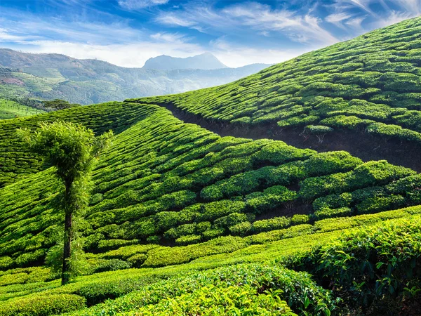 Tea ültetvényeket, Munnar, Kerala állam, India — Stock Fotó