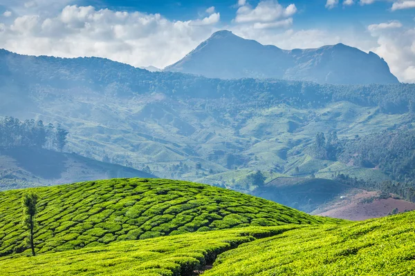 Herbaty plantacji, Munnar, stanie Kerala, Indie — Zdjęcie stockowe