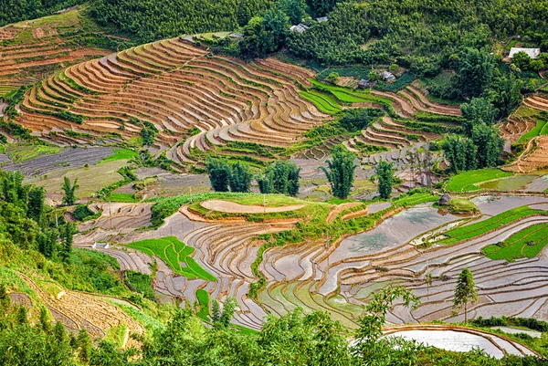 Alan teraslar pirinç. çevre sapa, MUI KB — Stok fotoğraf