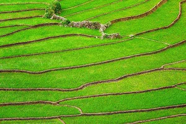 Terraços de campo de arroz — Fotografia de Stock