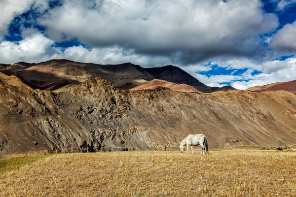 Pâturage de chevaux en Himalaya — Photo