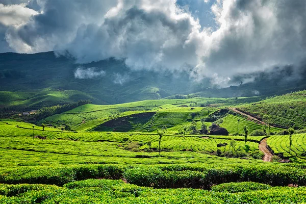 Zelené čajové plantáže v Munnar, Kerala, Indie — Stock fotografie