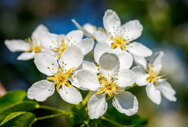 Apple tree blommande blommor — Stockfoto