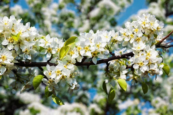 Apple träd blommande gren — Stockfoto