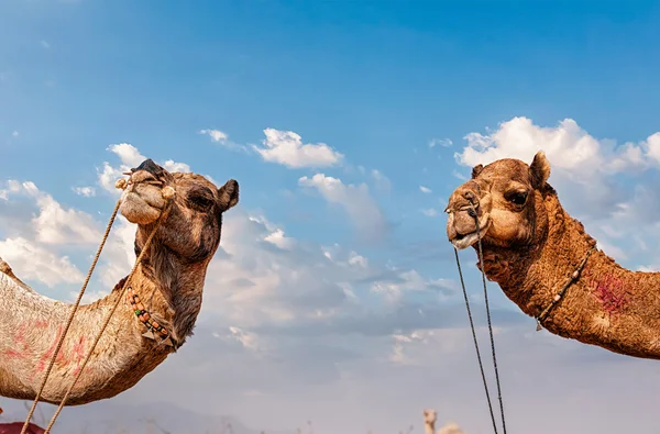 Καμήλες στην Ινδία — Φωτογραφία Αρχείου