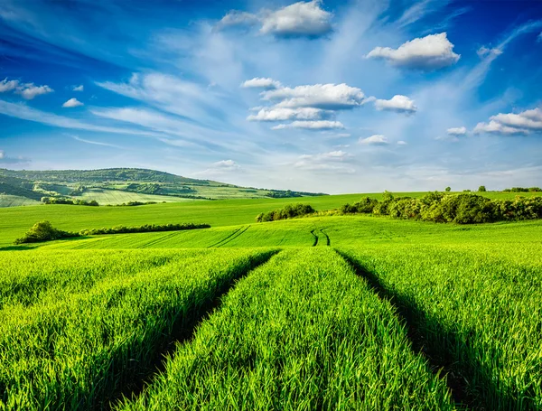 Campi verdi della Moravia — Foto Stock