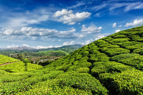 Munnar, Kerala, Hindistan 'daki yeşil çay tarlaları.