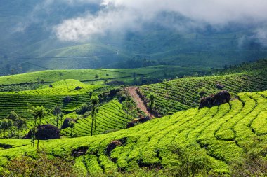 Munnar, Kerala, Hindistan 'daki yeşil çay tarlaları.