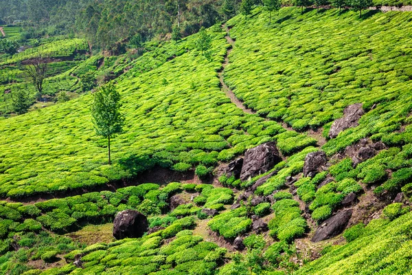 Tea plantations in Kerala, India — Stock Photo, Image