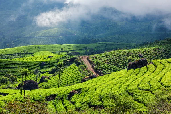 Zelené čajové plantáže v Munnar, Kerala, Indie — Stock fotografie