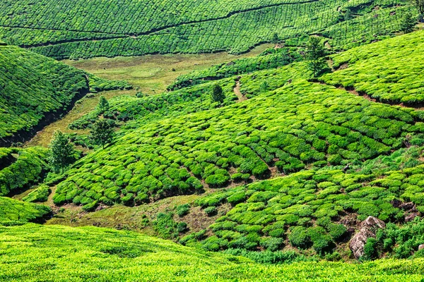 Teeplantagen in Kerala, Indien — Stockfoto