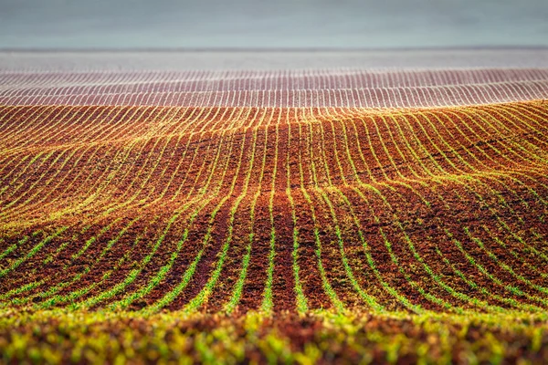 Campos rolantes de morávia — Fotografia de Stock