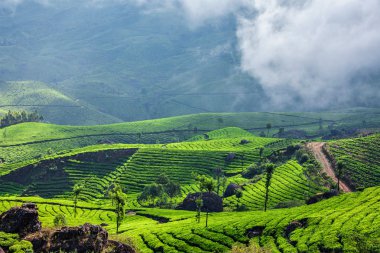 Munnar, Kerala, Hindistan 'daki yeşil çay tarlaları.