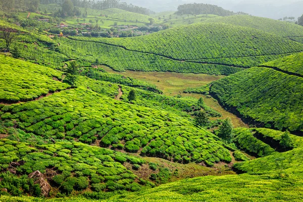 Čajové plantáže v Kerala, Indie — Stock fotografie