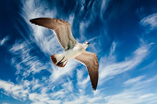 Möwe fliegt in den Himmel — Stockfoto