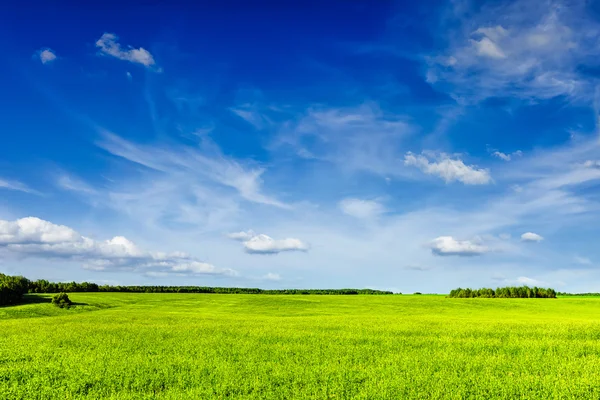 Primavera verão verde campo paisagem lanscape — Fotografia de Stock