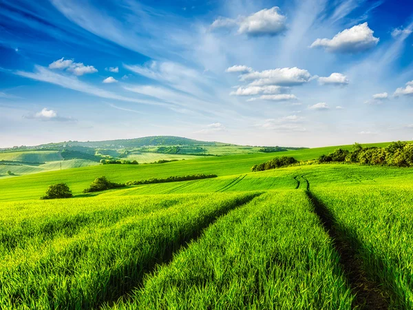 Gröna fält i Mähren — Stockfoto