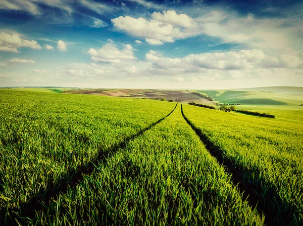 Зеленые поля Моравии — стоковое фото