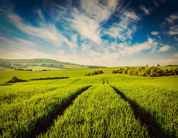 Green fields of Moravia — Stock Photo, Image