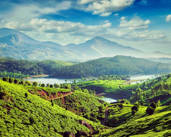 Piantagioni di tè e fiume nelle colline vicino Munnar, Kerala, India — Foto Stock
