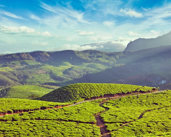 Grüntee-Plantagen in Indien — Stockfoto