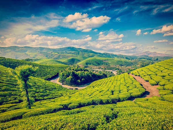 Zöld tea ültetvényeket Indiában — Stock Fotó