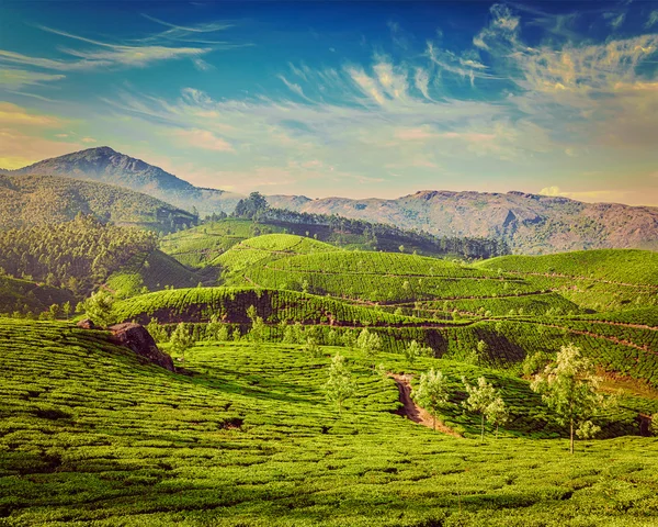 Zelené čajové plantáže v Munnar, Kerala, Indie — Stock fotografie