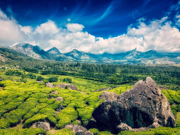 Çay tarlaları. Munnar, Kerala — Stok fotoğraf