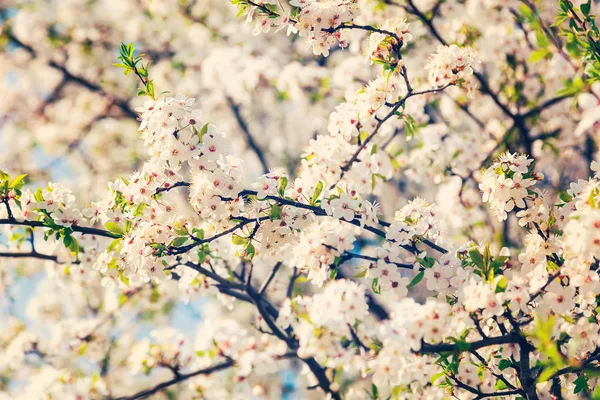 사과 나무 꽃이 만발한 지점 — 스톡 사진