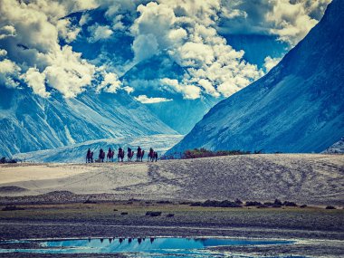 Nubra vadisinde Ladakh Himalayaların deve sürme turist