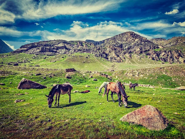 Horses grazing in Himalayas — Stock Photo, Image