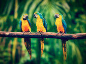 Картина, постер, плакат, фотообои "blue-and-yellow macaw in jungle", артикул 109441926