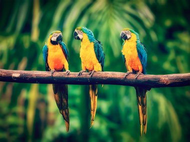 Blue-and-Yellow Macaw in jungle