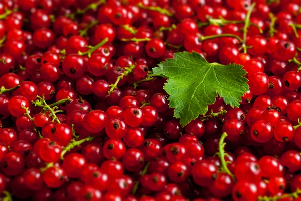 Redcurrant menutup — Stok Foto